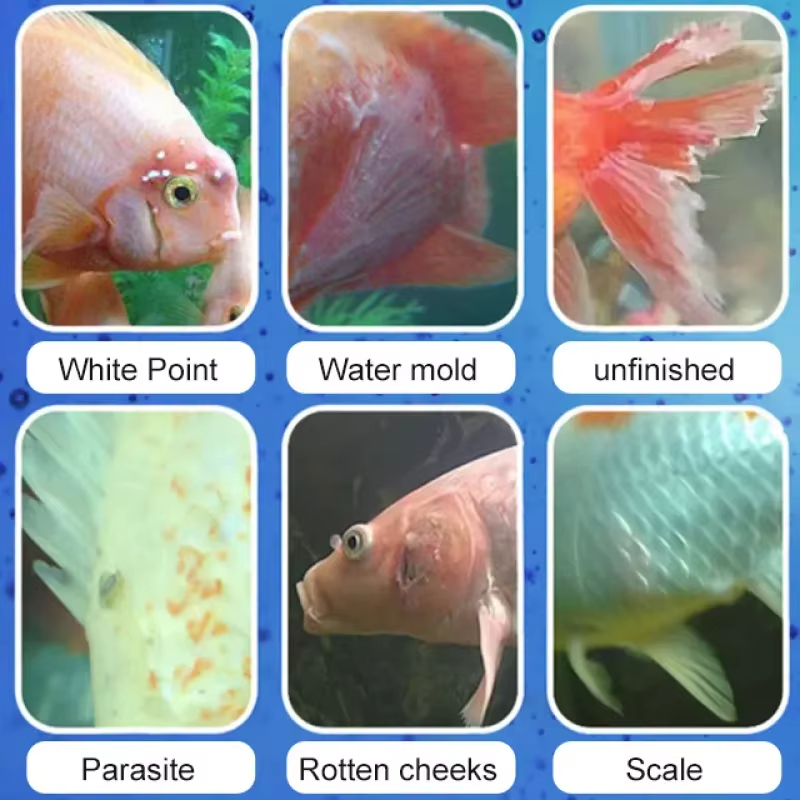 SIKEZHAN Fish Disease Treatmen - Marine Aquarium Bacteria recensie en prijs